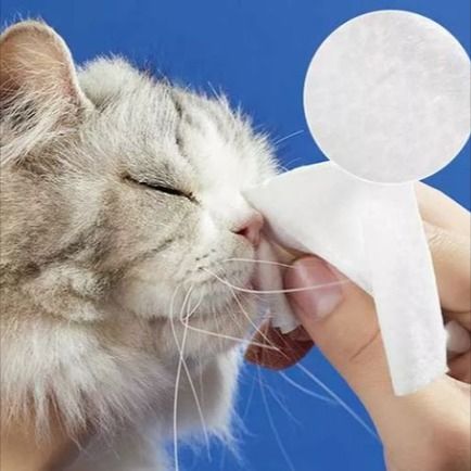 Kain Pet Wipe ： Gadget untuk Perawatan Kebersihan Hewan Peliharaan