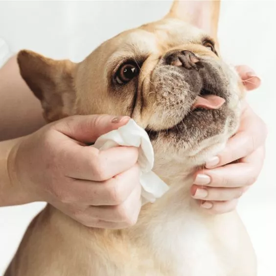 Tisu hewan peliharaan untuk anjing